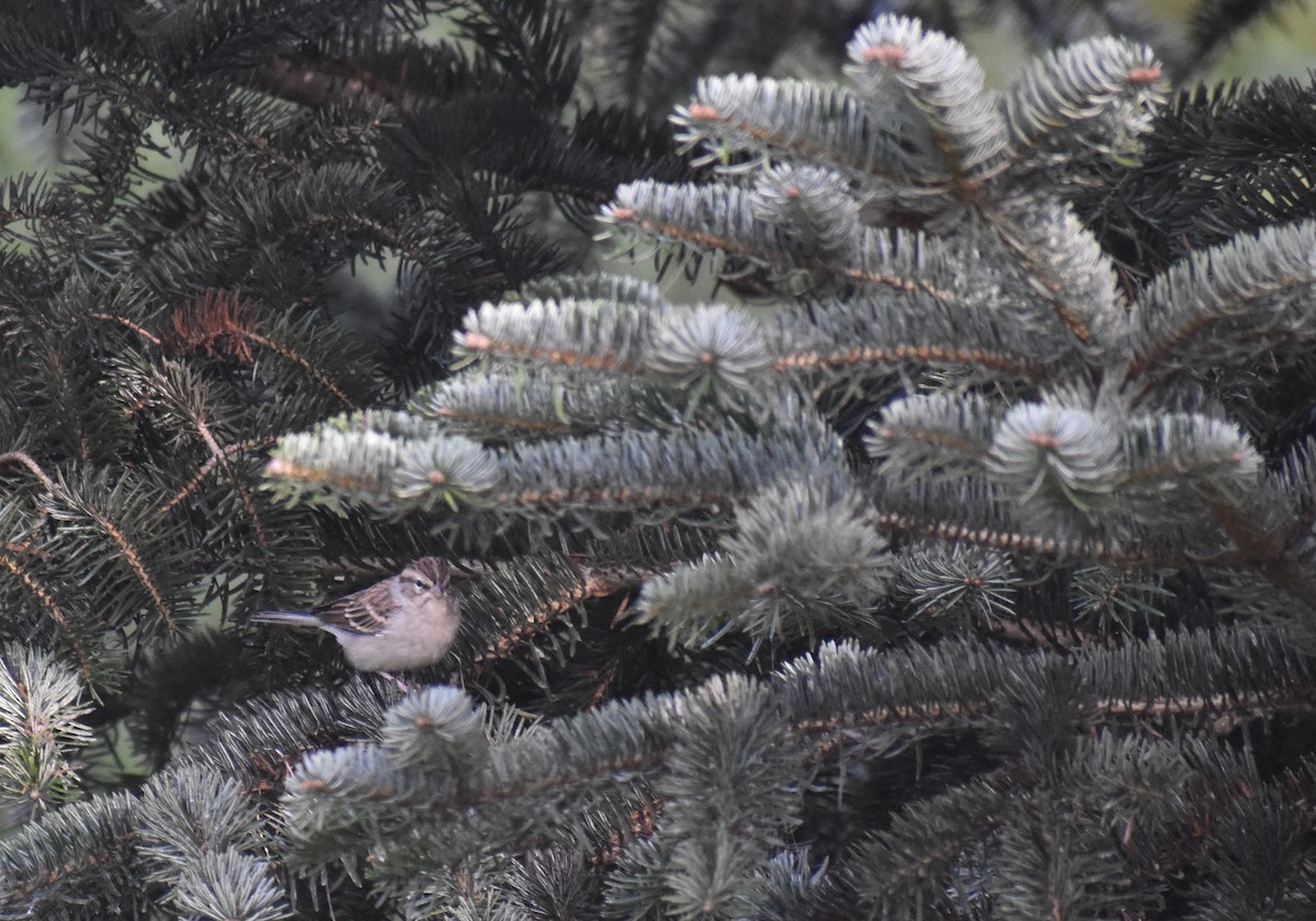 Chipping Sparrow - ML643421484