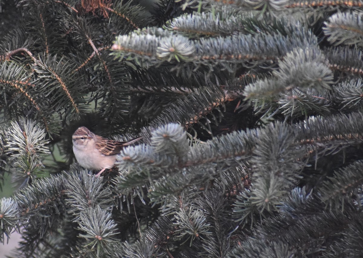 Chipping Sparrow - ML643421495
