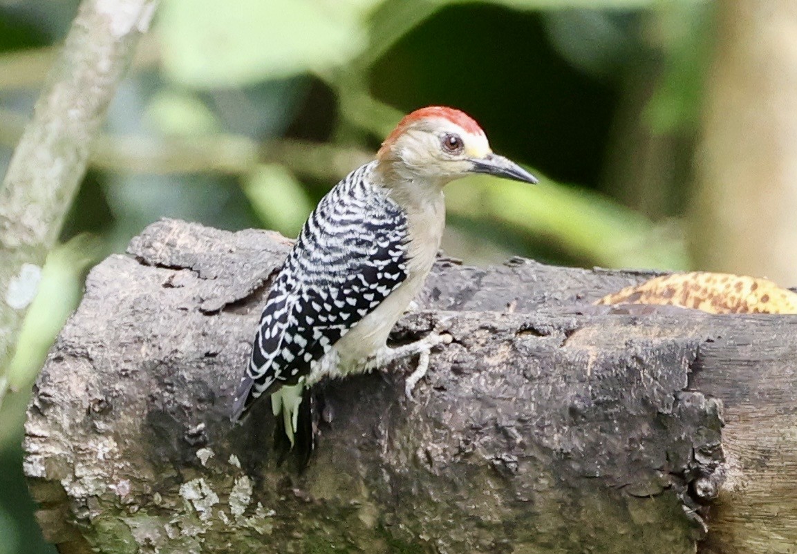 Red-crowned Woodpecker - ML643421545