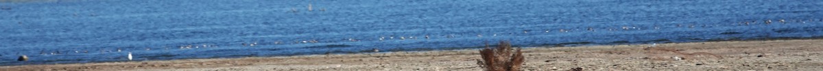 Ruddy Duck - ML643421546