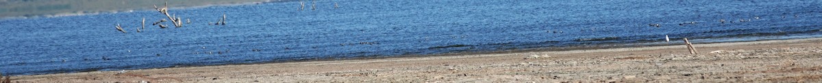 Ruddy Duck - ML643421547