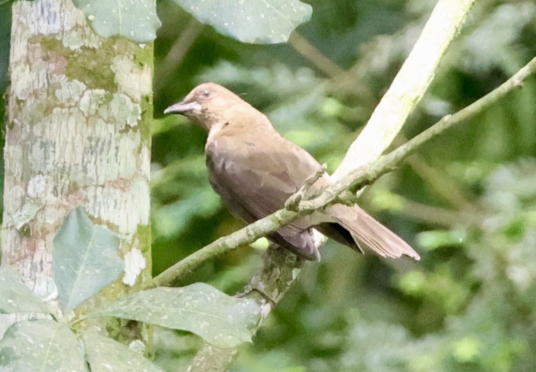 Clay-colored Thrush - ML643421561