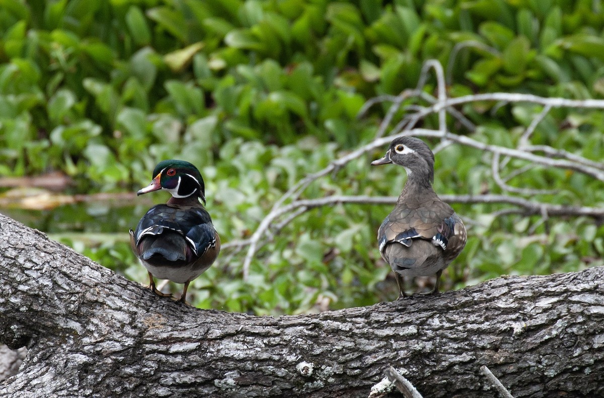 Wood Duck - ML643421573