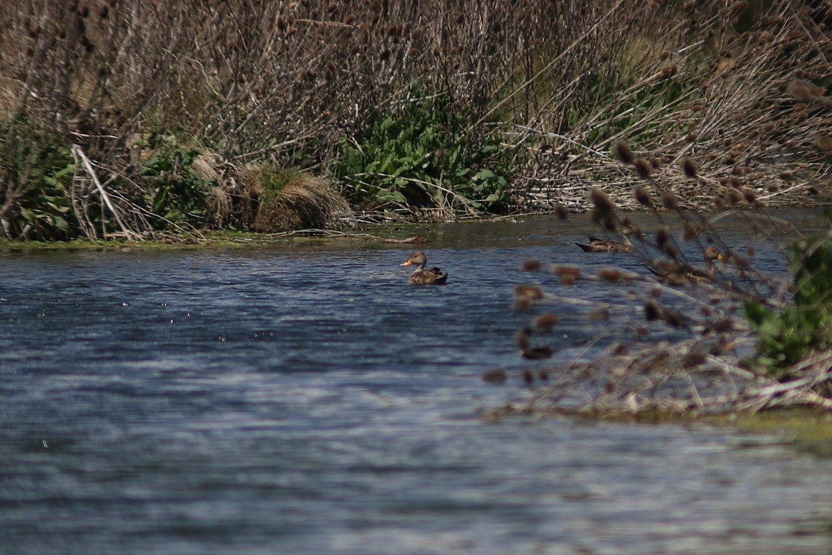 Yellow-billed Pintail - ML643421575