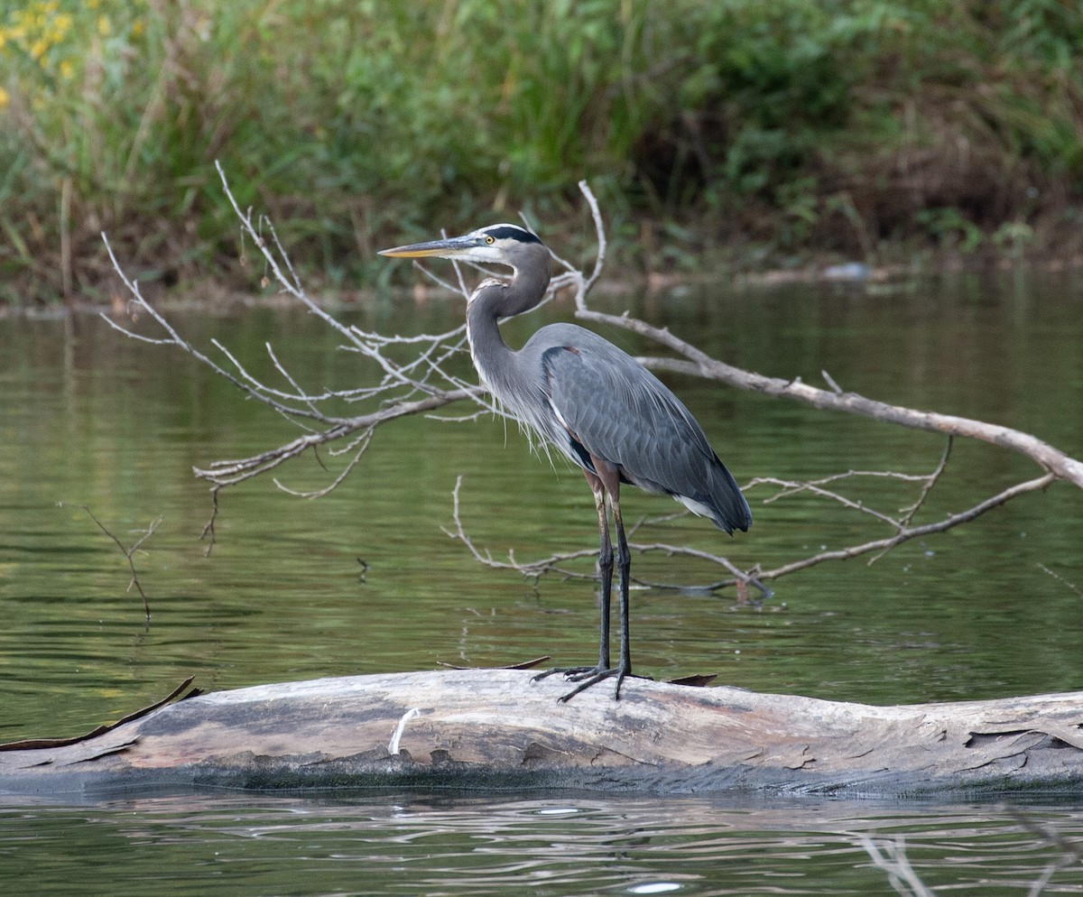 Great Blue Heron - ML643421577