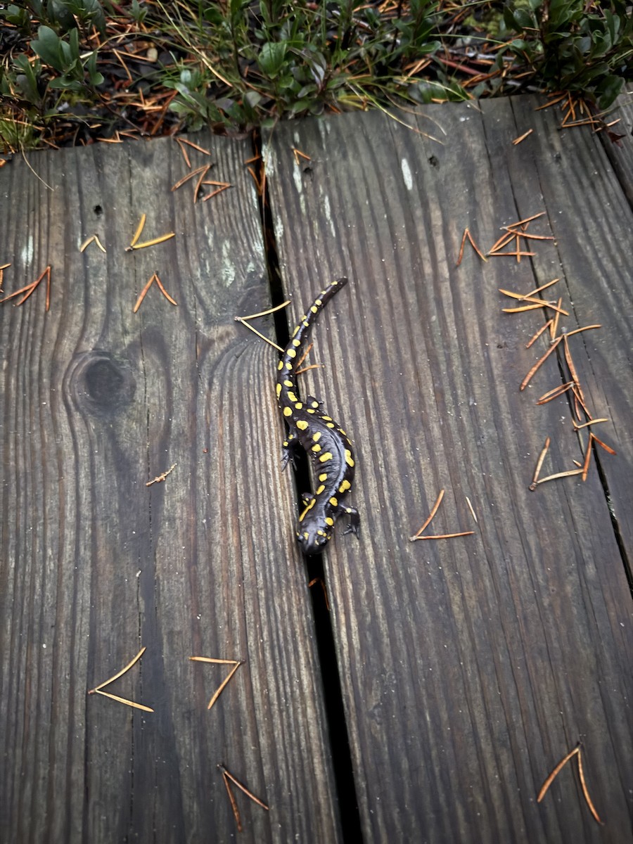 Spotted Salamander - ML643421581