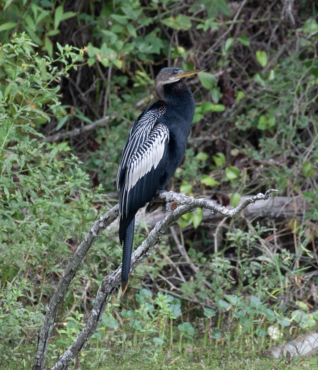 Anhinga - ML643421582