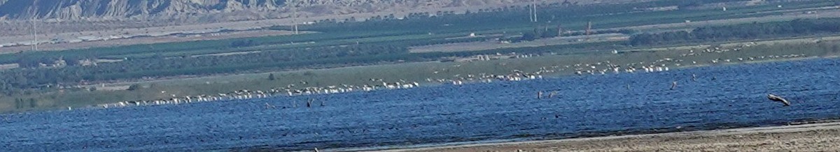 American White Pelican - ML643421584