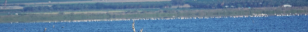 American White Pelican - ML643421585