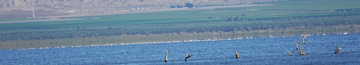 American White Pelican - ML643421586