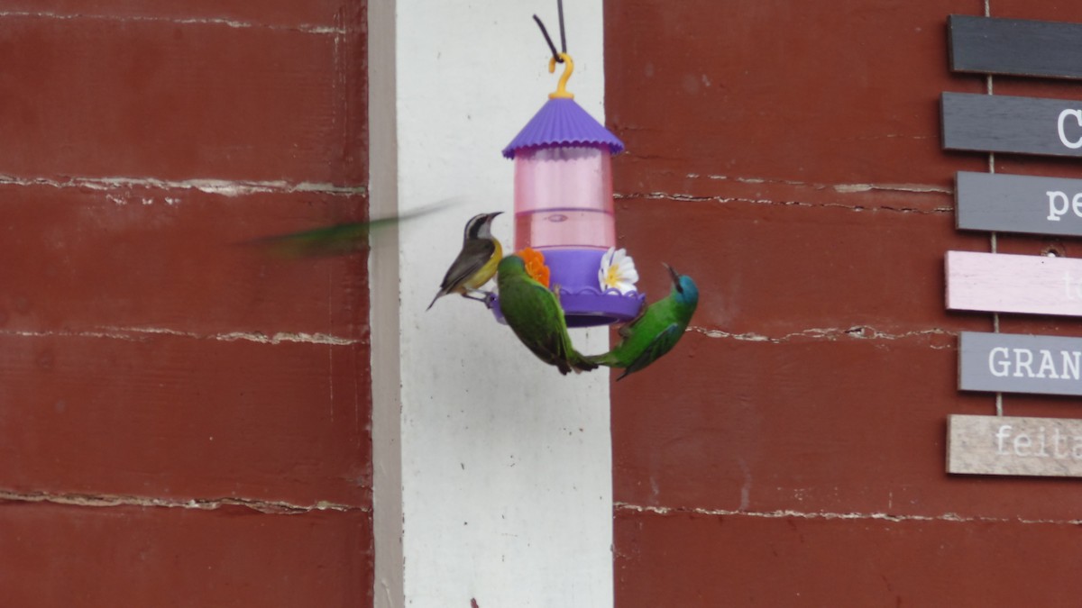 Bananaquit - ML643421587
