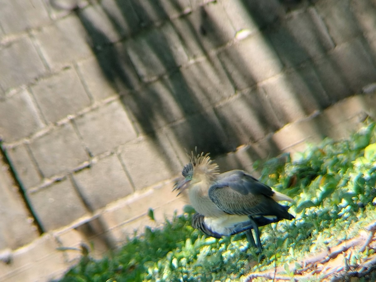 Whistling Heron - ML643421591