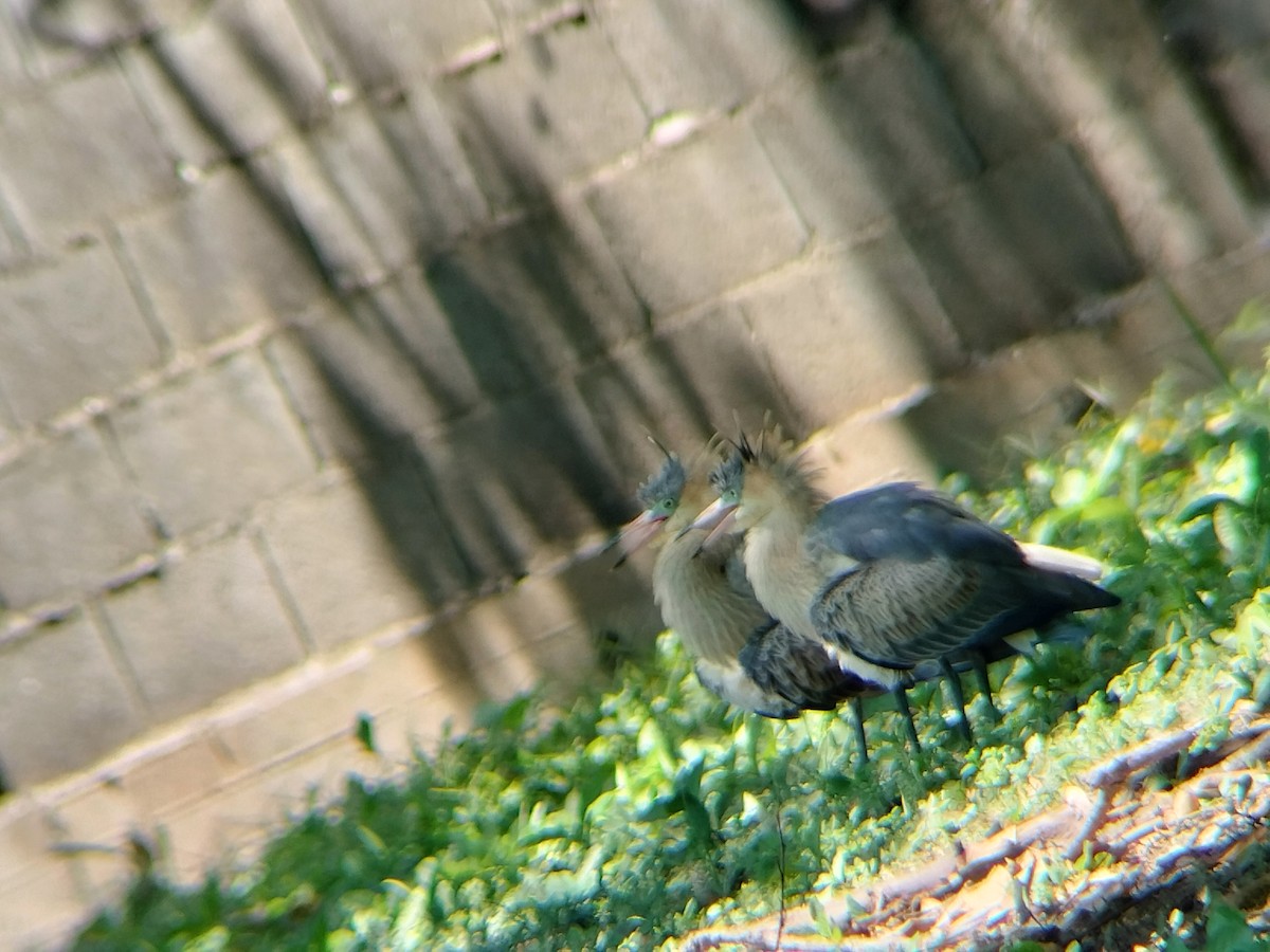 Whistling Heron - ML643421592