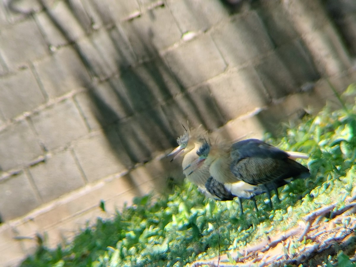 Whistling Heron - ML643421594
