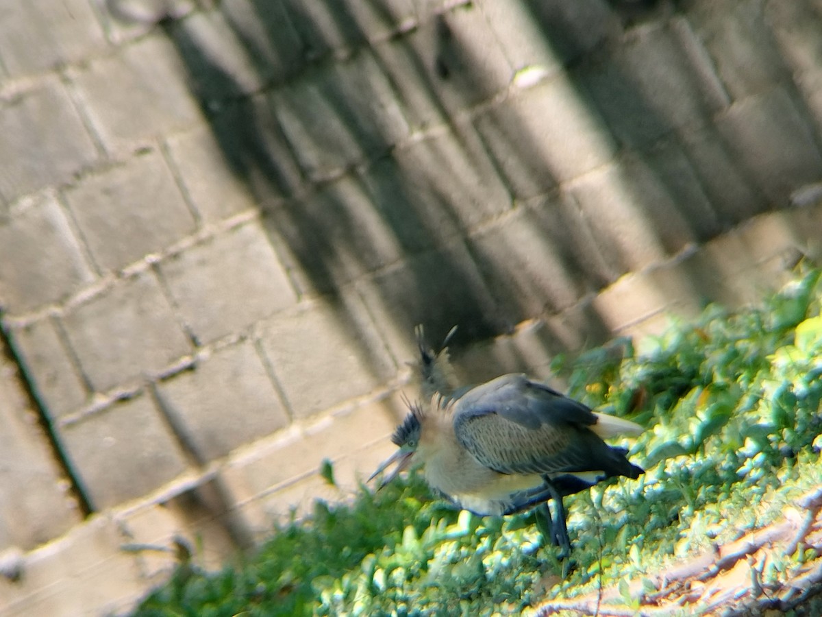 Whistling Heron - ML643421595