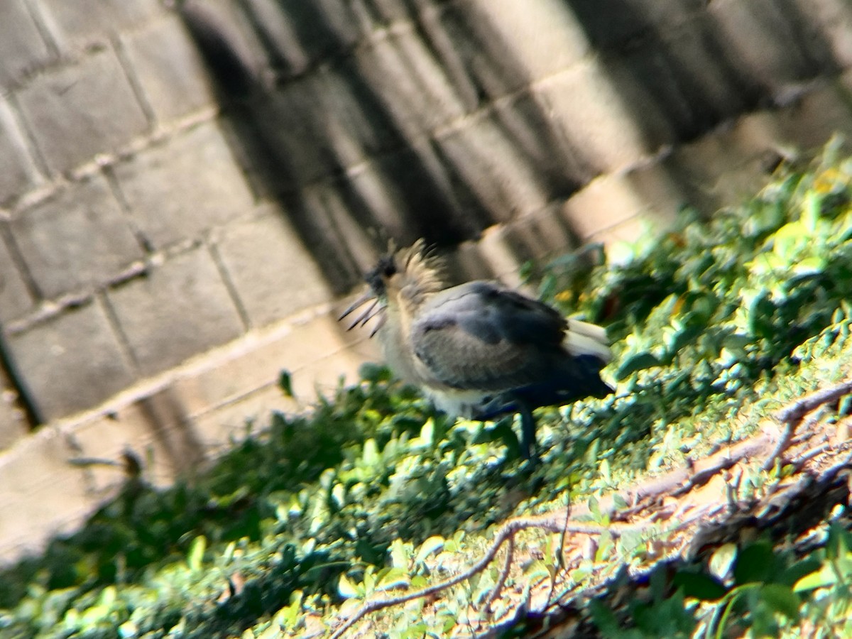 Whistling Heron - ML643421596