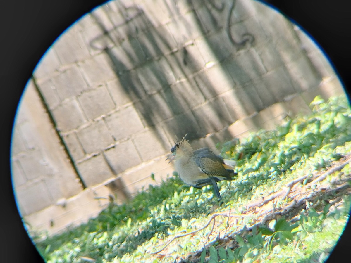Whistling Heron - ML643421601