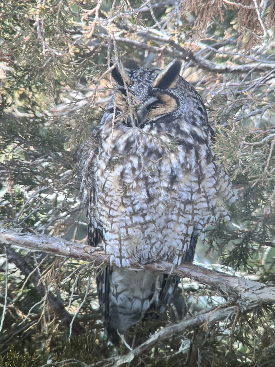 Long-eared Owl - ML643421622
