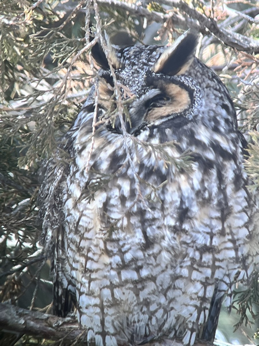 Long-eared Owl - ML643421624