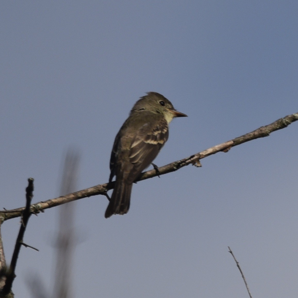 Eastern Wood-Pewee - ML643421626