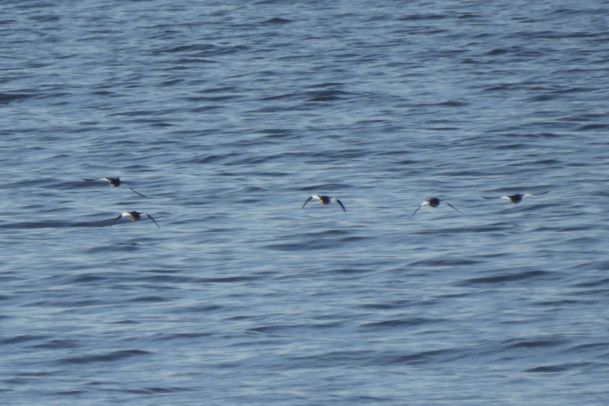 Common Goldeneye - ML643421645