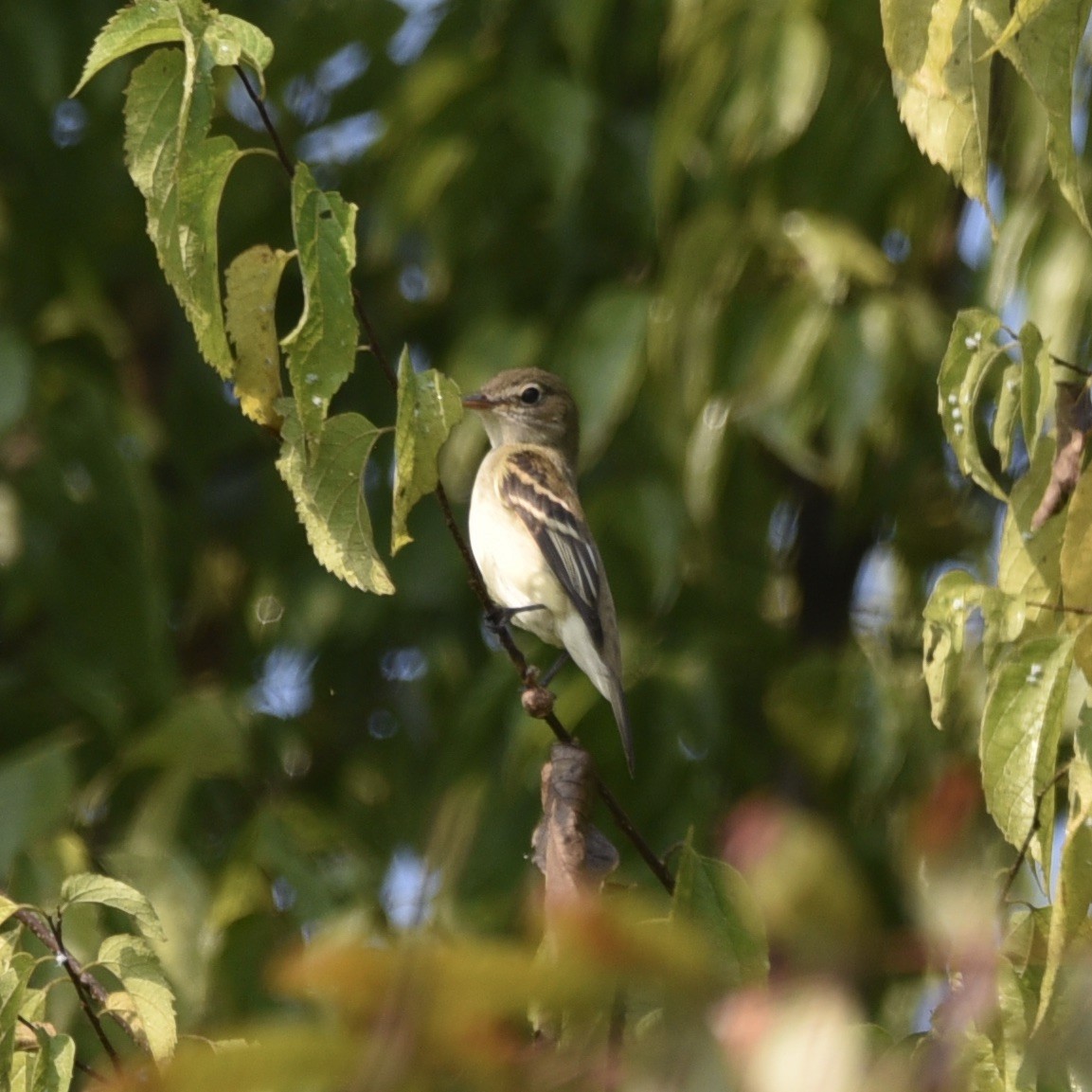 Alder Flycatcher - ML643421650