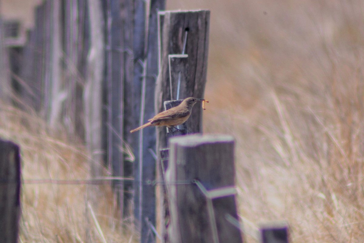Scale-throated Earthcreeper - ML643421662