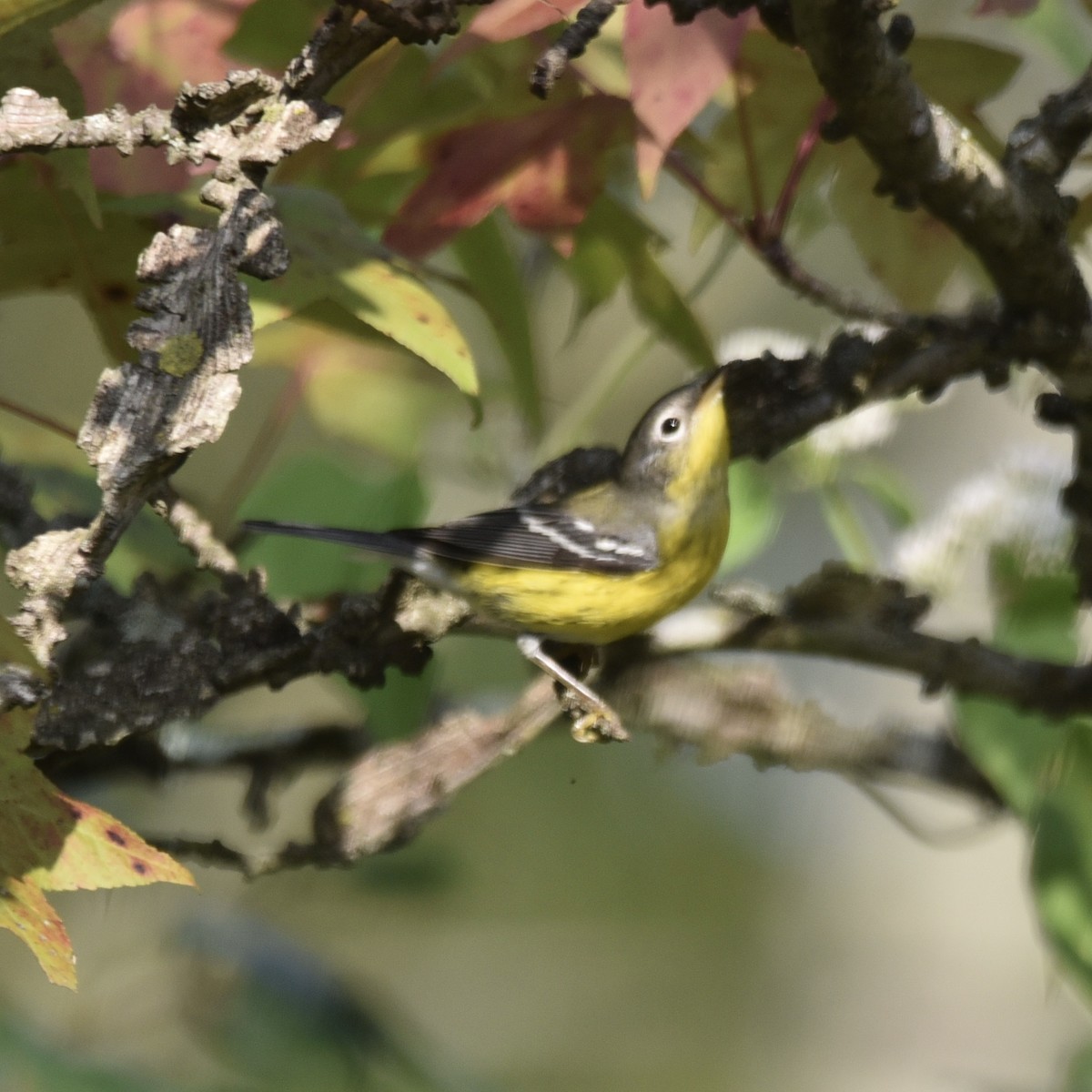 Magnolia Warbler - ML643421666