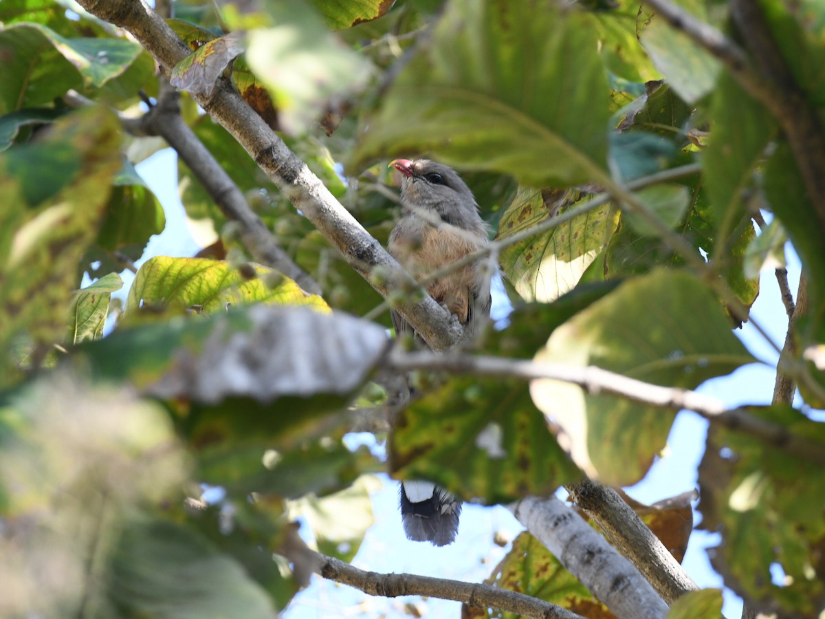 Sirkeer Malkoha - ML643421684