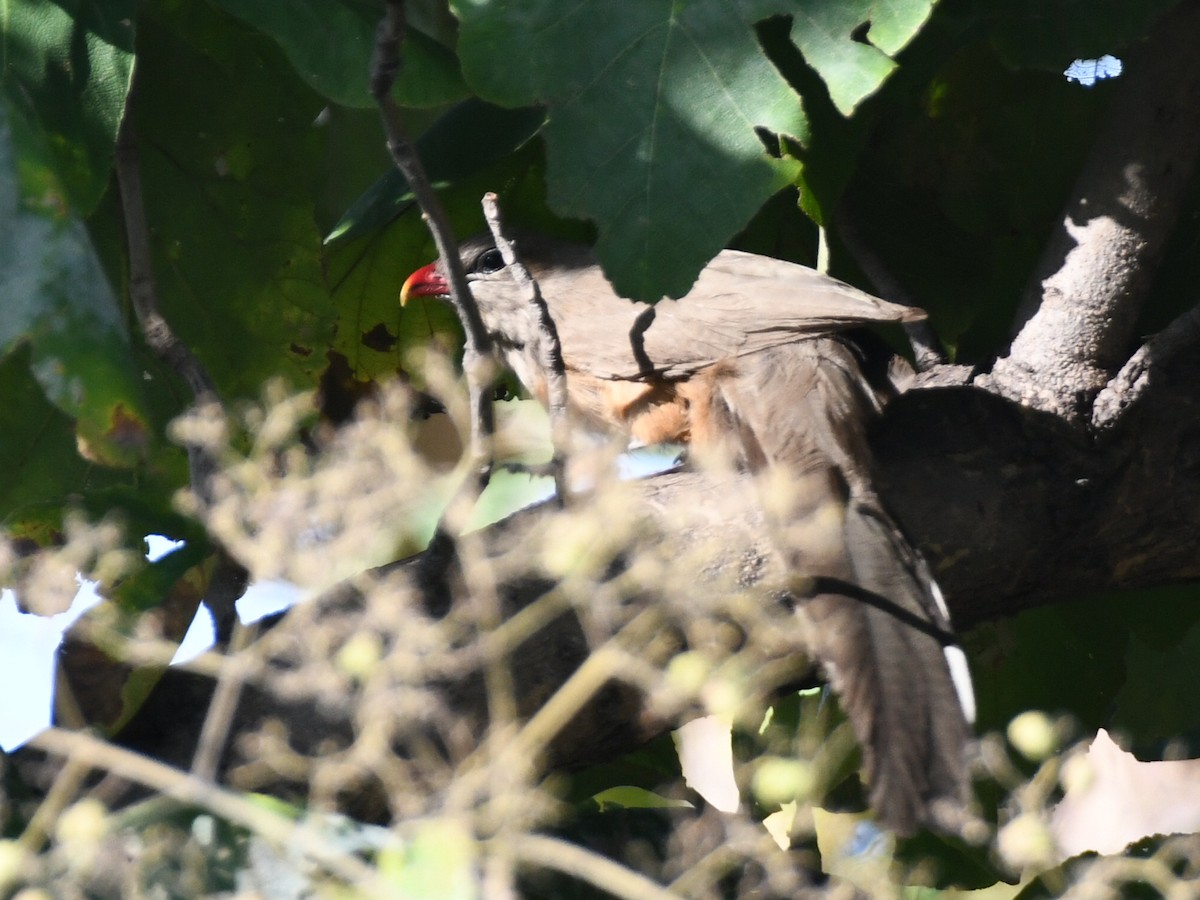 Sirkeer Malkoha - ML643421685