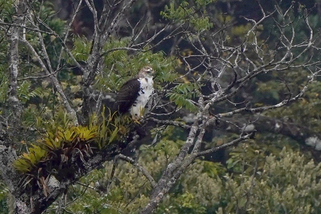 Ornate Hawk-Eagle - ML643421686