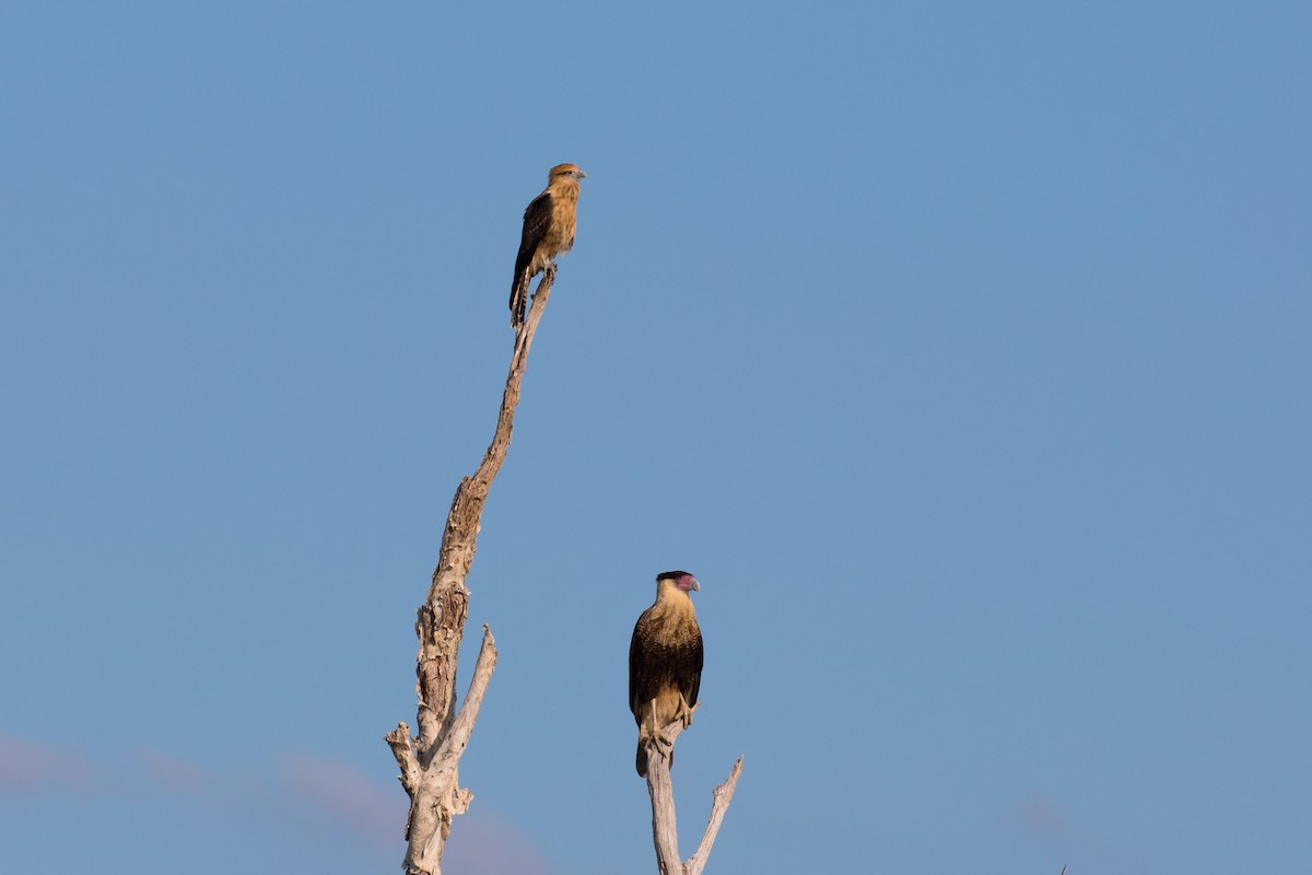 čimango žlutavý - ML643421693