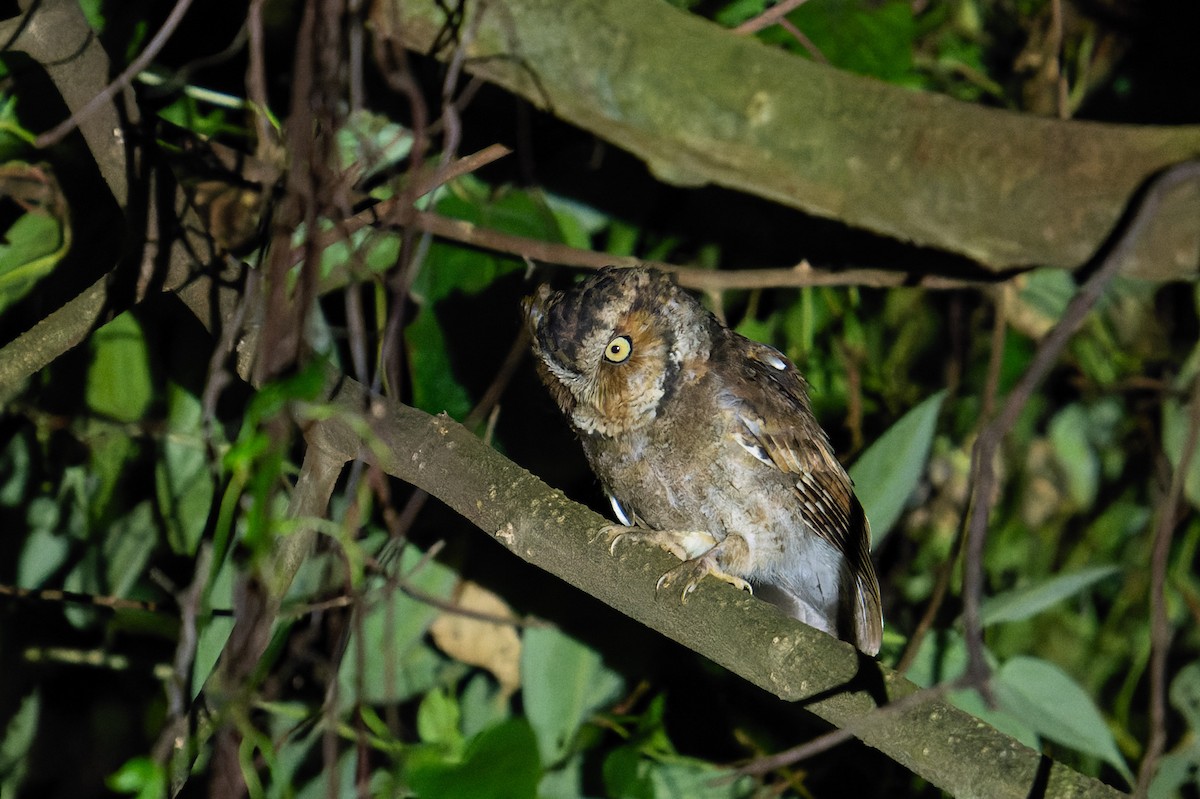 Mountain Scops-Owl - ML643421698