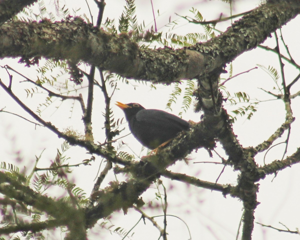 Yellow-legged Thrush - ML643421701