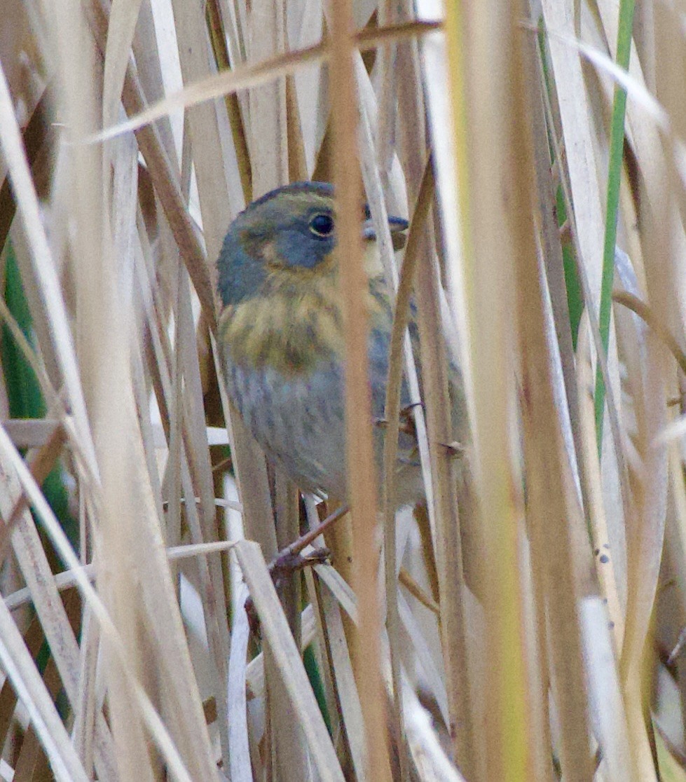 Nelson's Sparrow - ML643421707