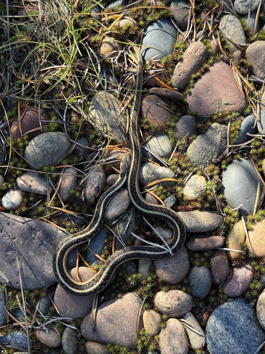 Common Garter Snake - ML643421745