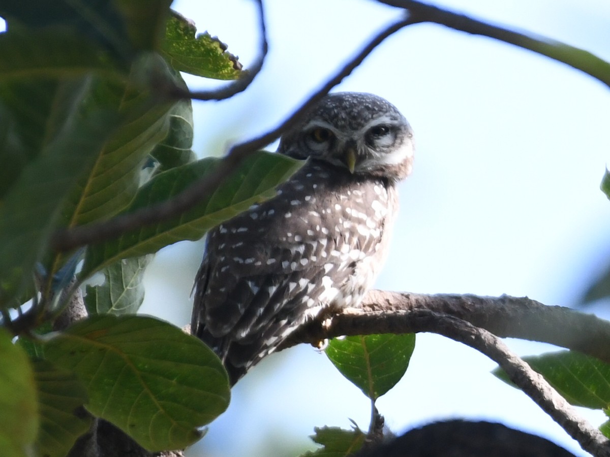 Spotted Owlet - ML643421772
