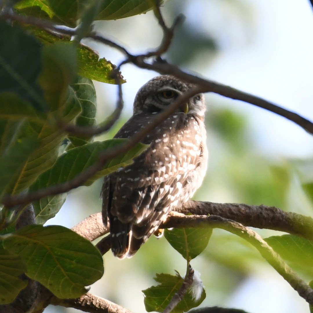Spotted Owlet - ML643421773