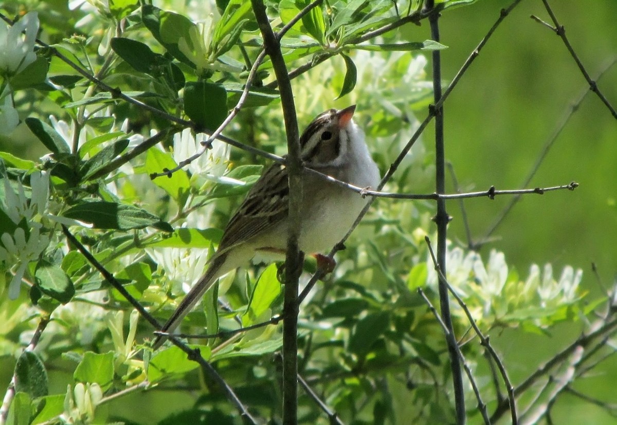 Clay-colored Sparrow - Duncan Woolston