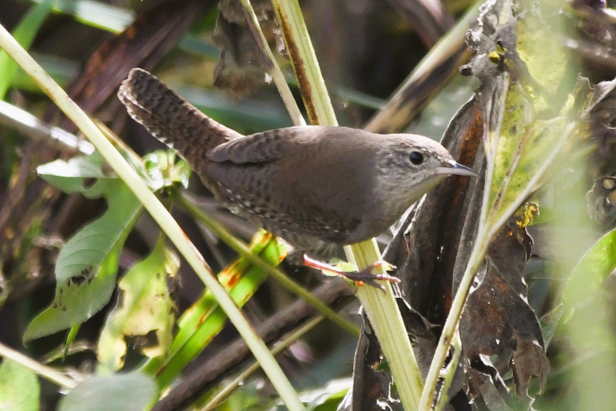 Northern House Wren - ML643421820