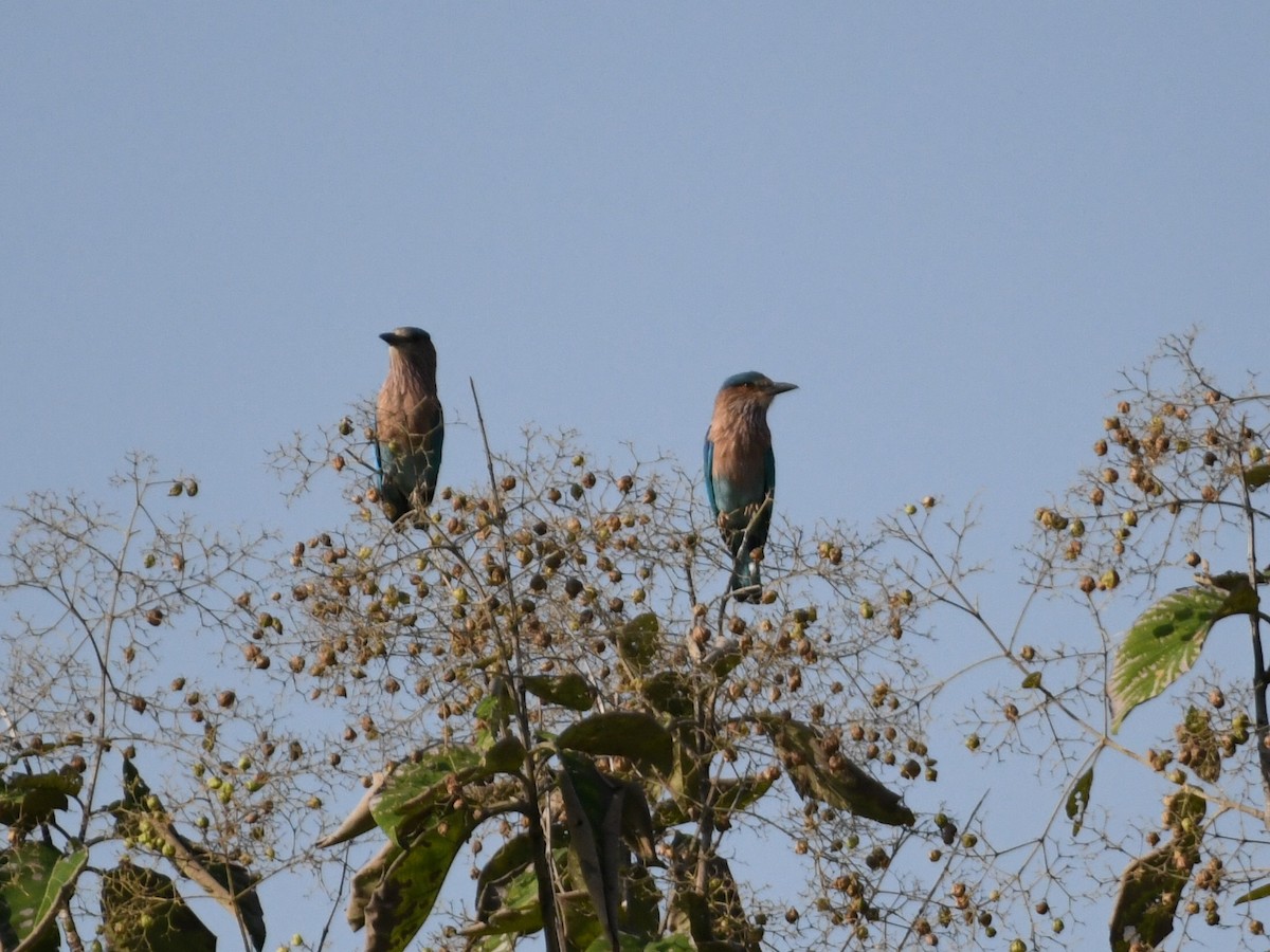 Indian Roller - ML643421823