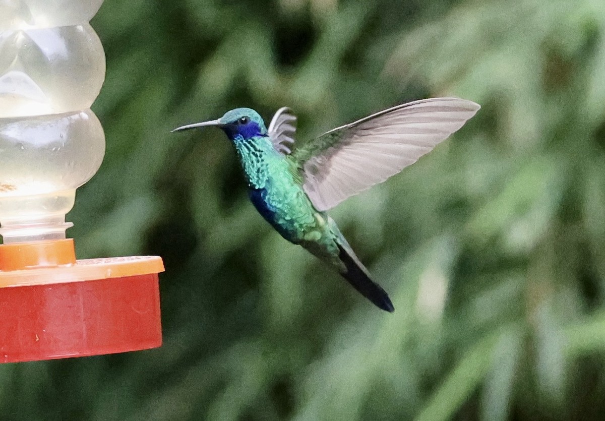 Sparkling Violetear - ML643421826