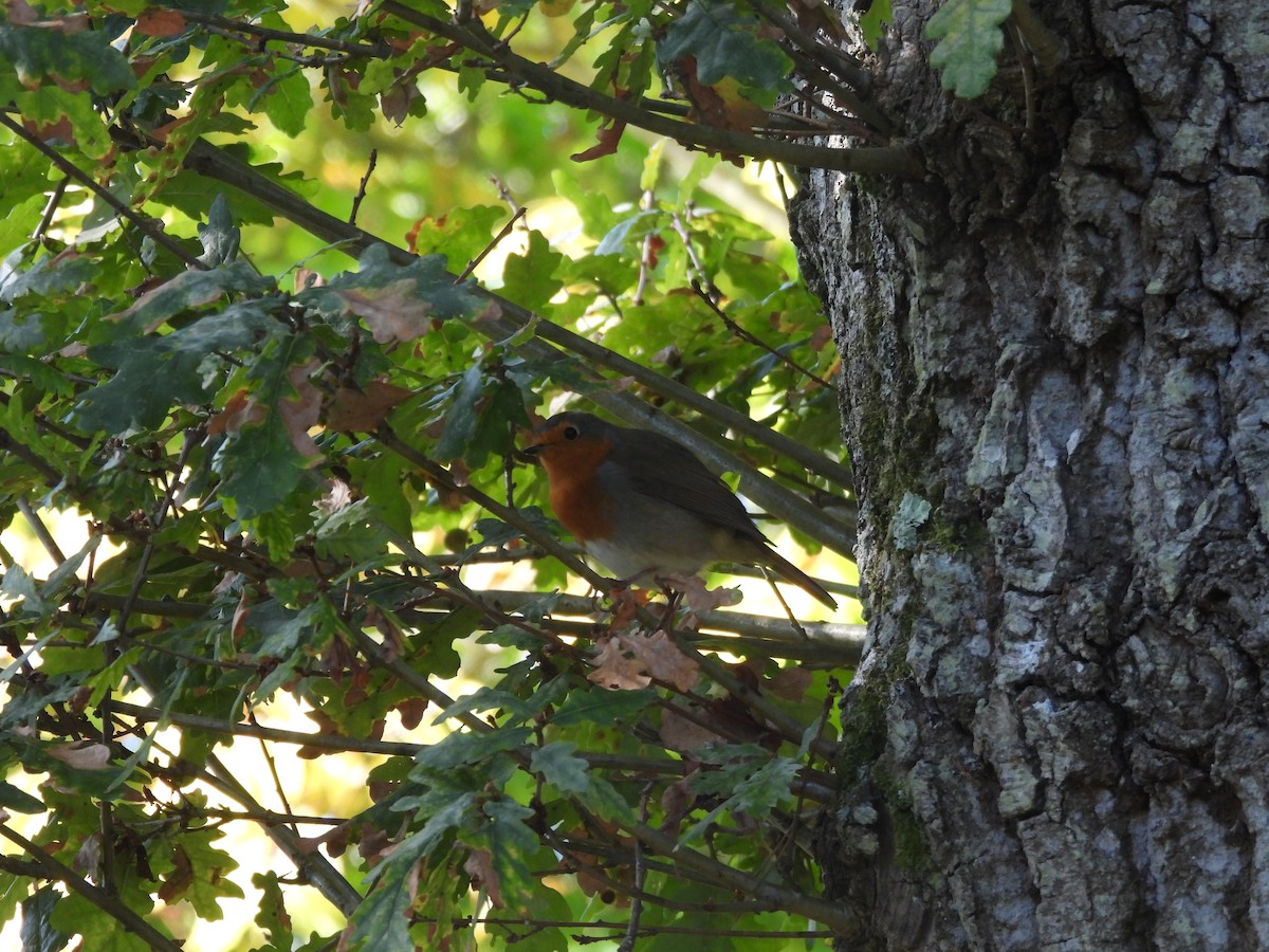 Өрнийн зээрд омруут - ML643421837