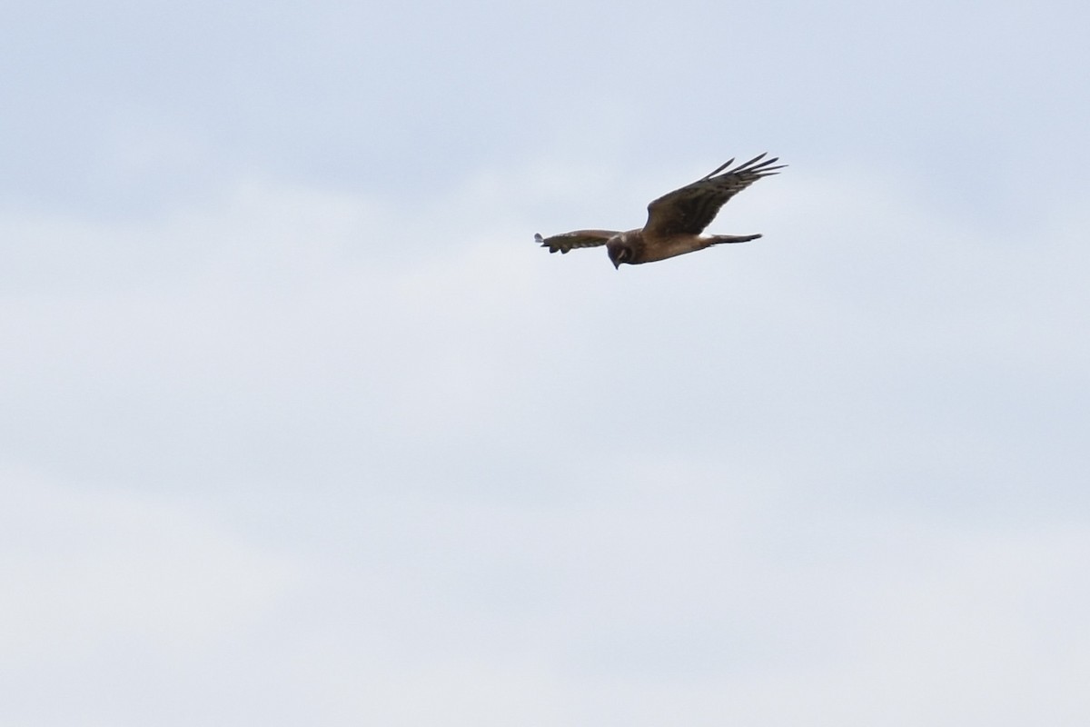 Aguilucho de Hudson - ML643421841