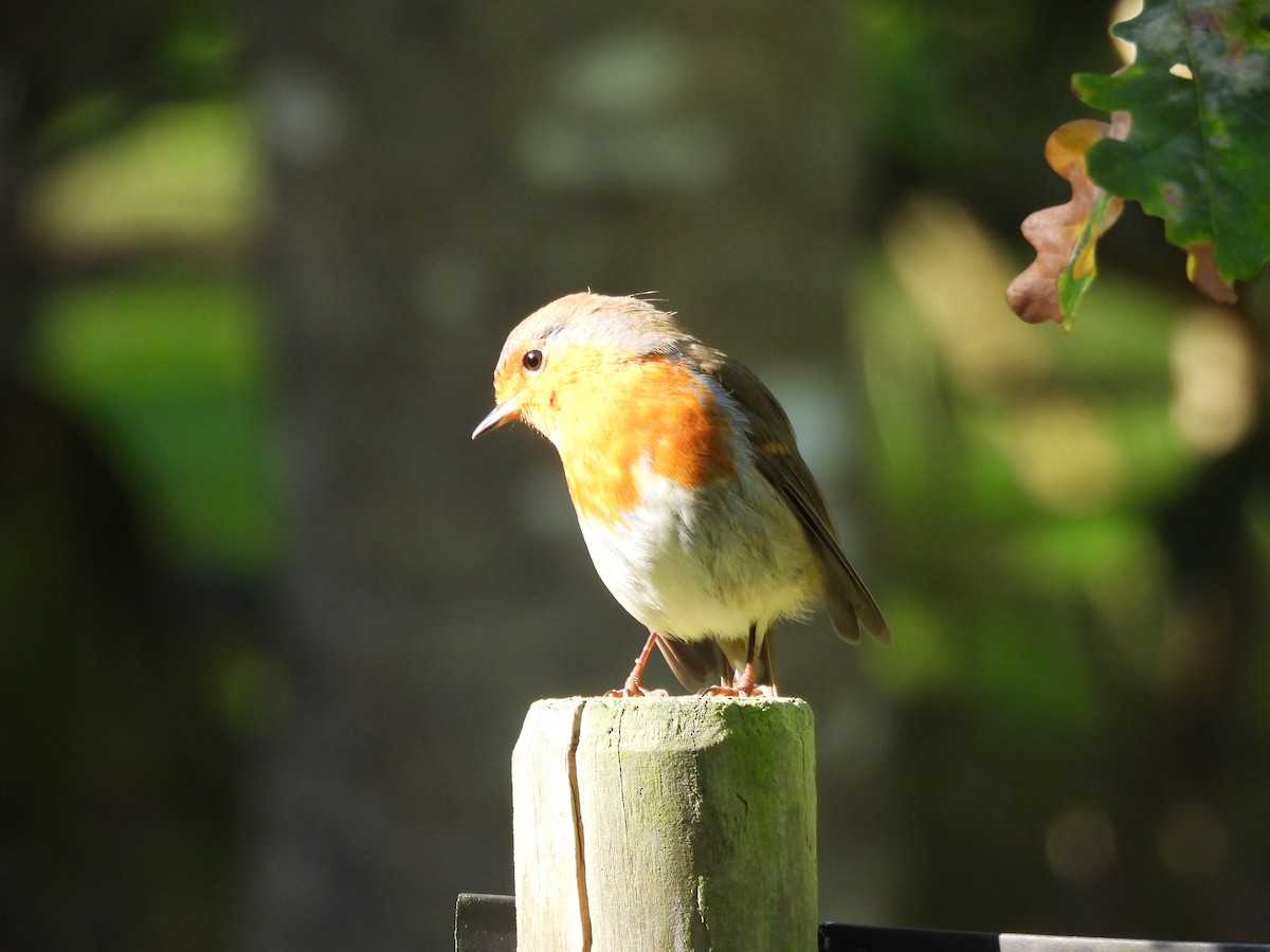 Өрнийн зээрд омруут - ML643421847