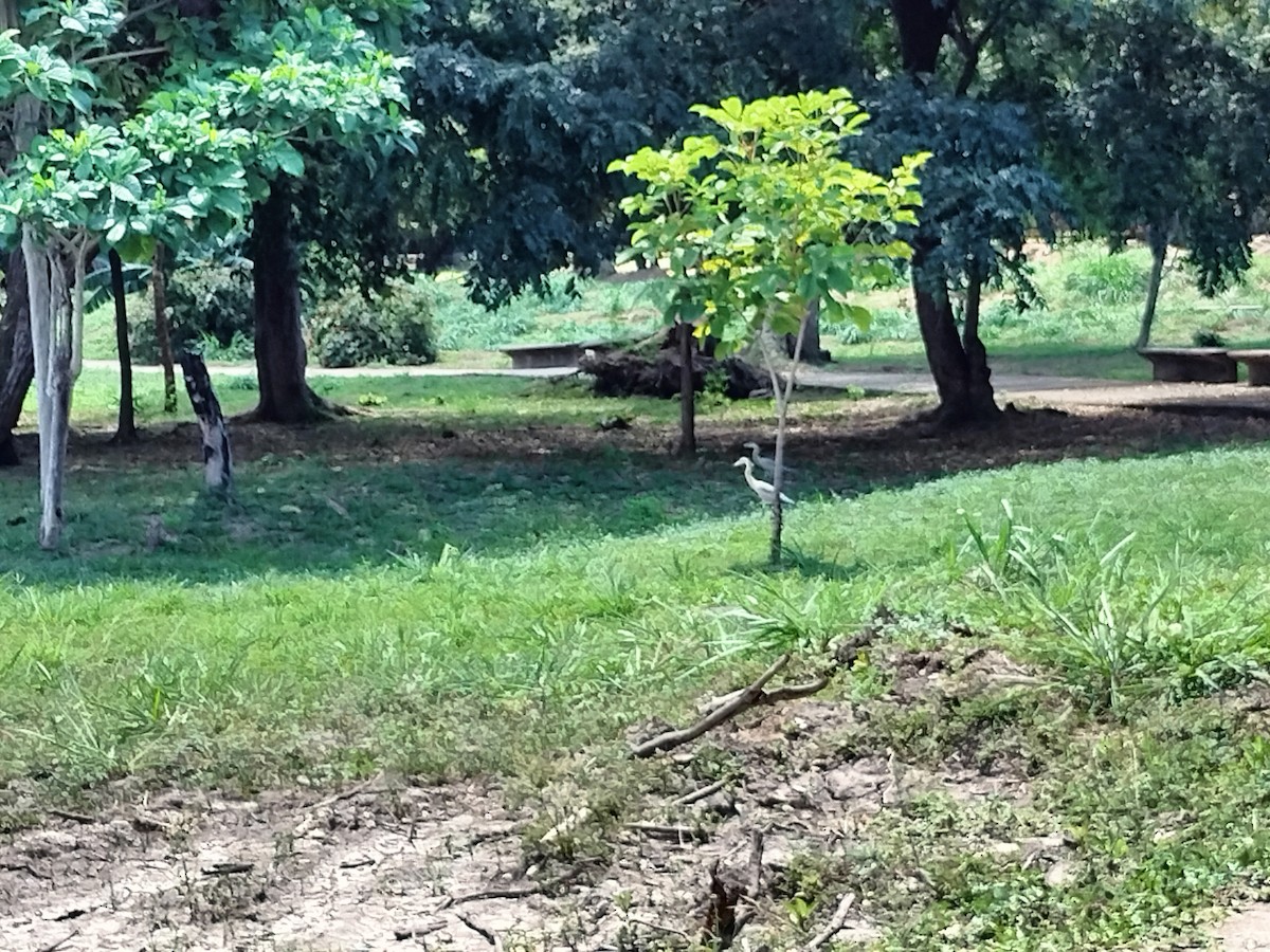 Whistling Heron - ML643421849