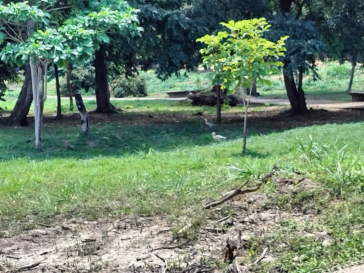 Whistling Heron - ML643421850