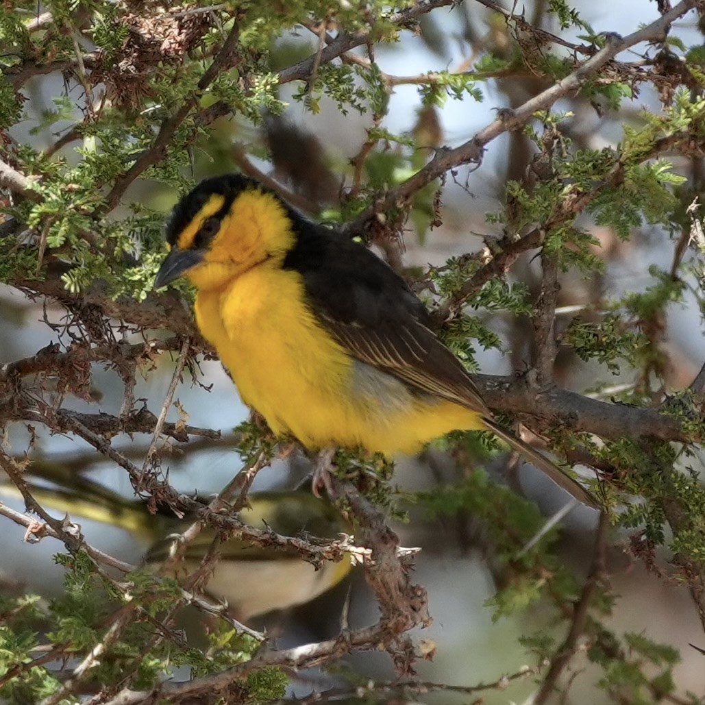 Black-necked Weaver - ML643421863