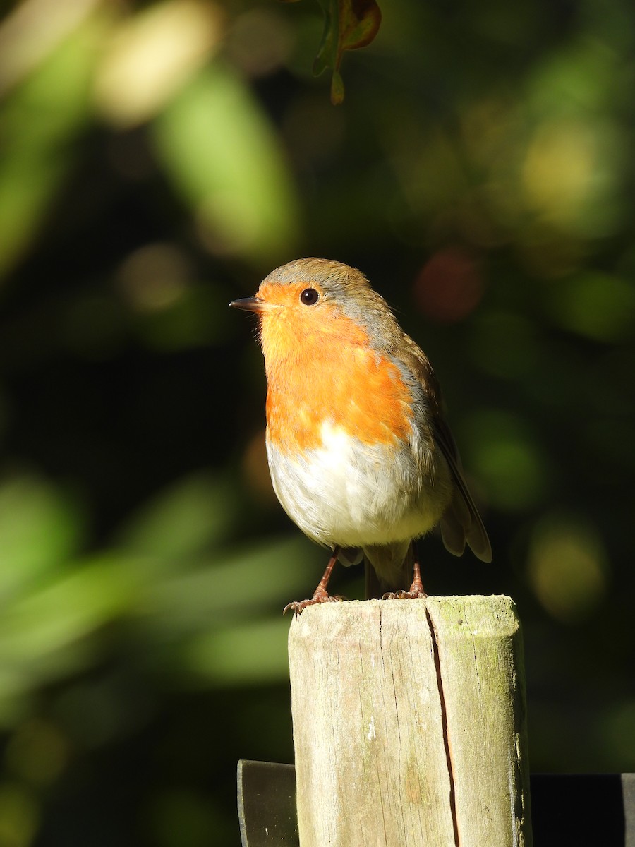 Өрнийн зээрд омруут - ML643421870