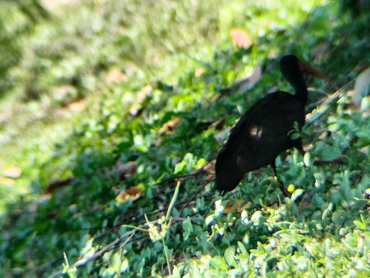 Ibis Afeitado - ML643421876